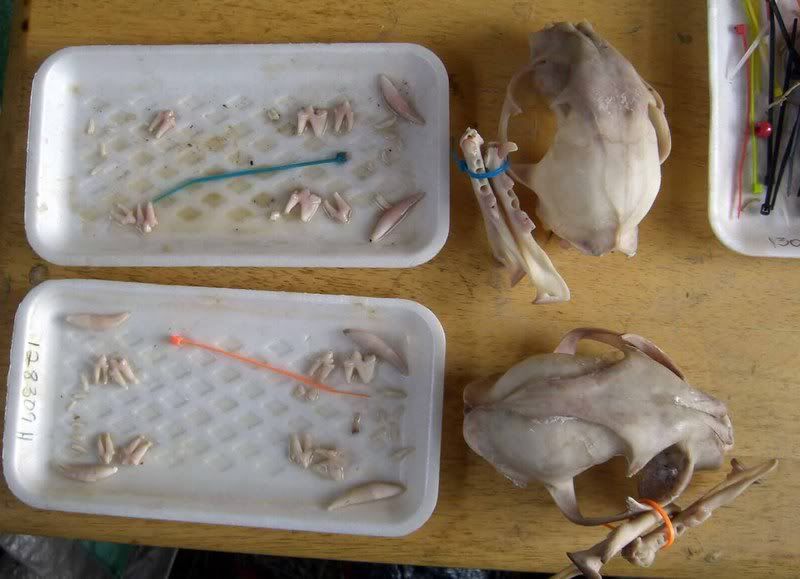 Maceration Step by Step Revisited Forum