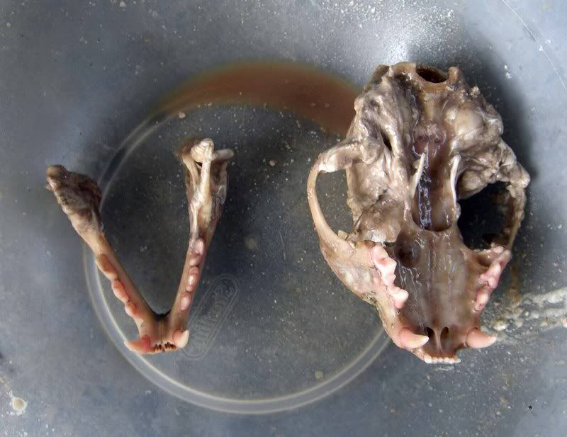 Maceration Step by Step Revisited Forum