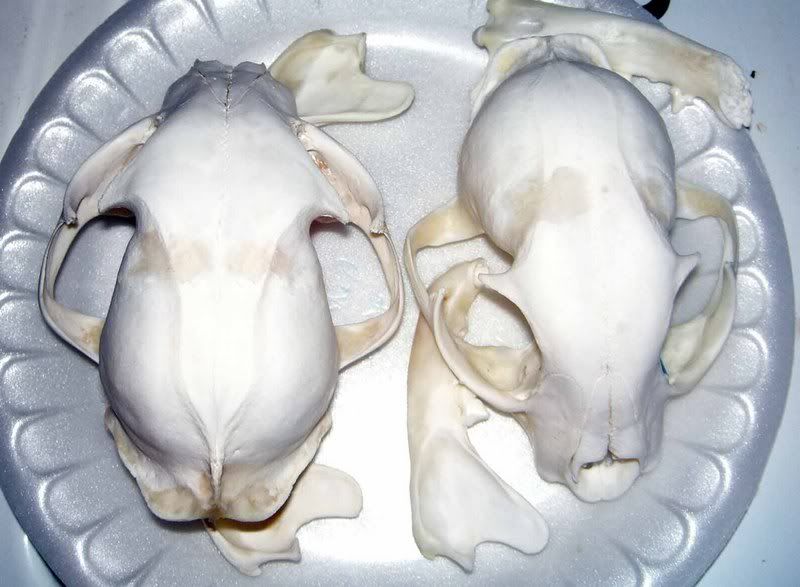 Maceration Step by Step Revisited Forum