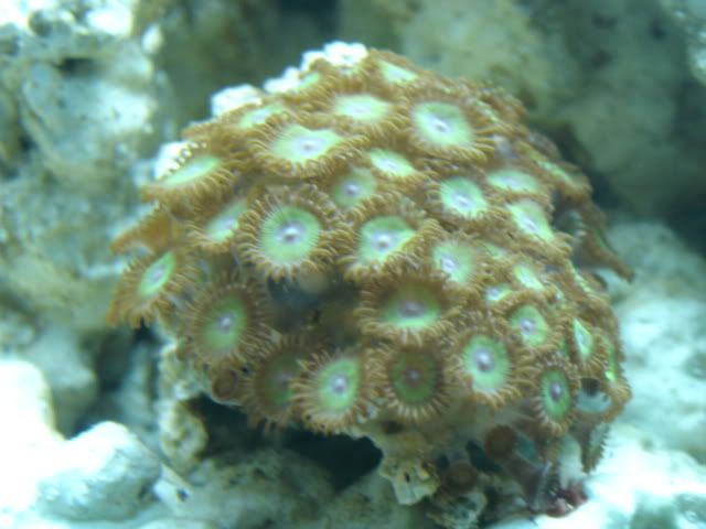 corales061.jpg