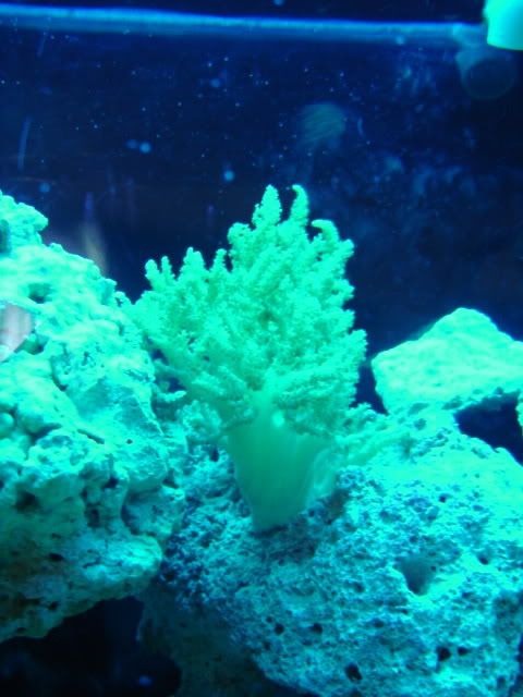 corales105.jpg
