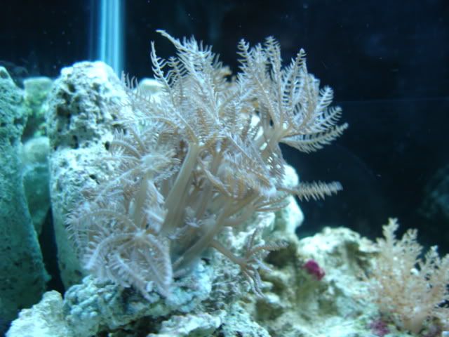corales136.jpg