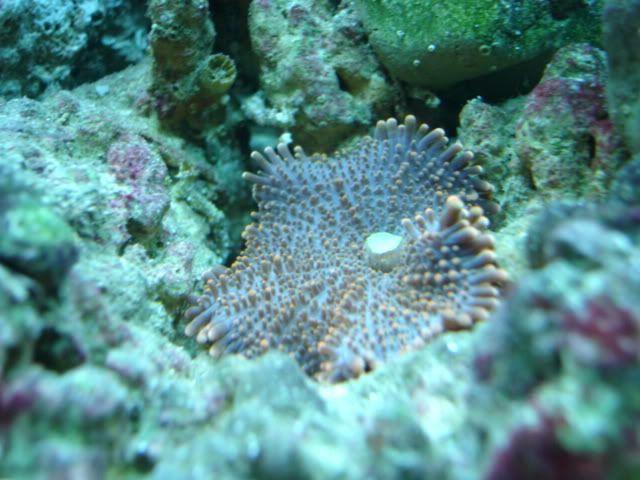corales142.jpg