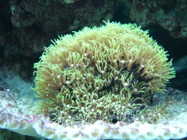 corales143.jpg