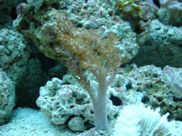 corales152.jpg