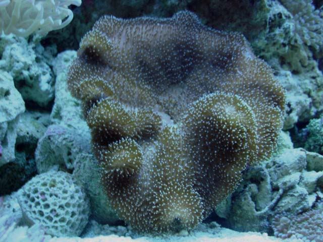 corales2062.jpg