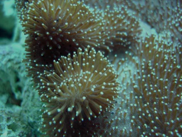 corales2070.jpg