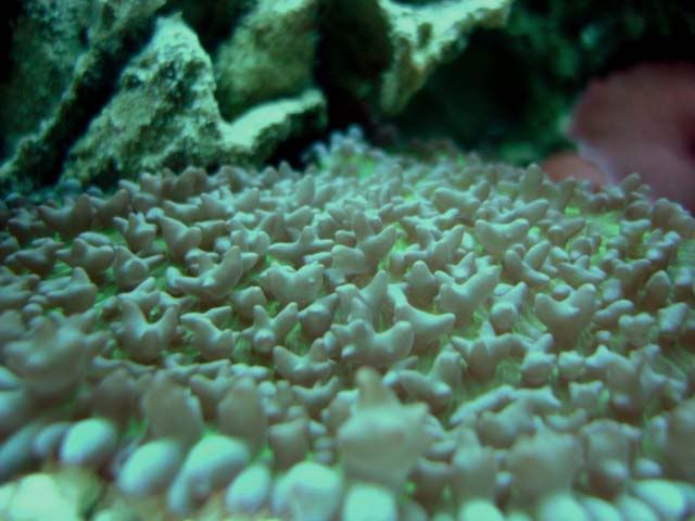 corales2072.jpg