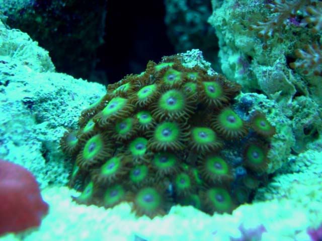 corales2077.jpg