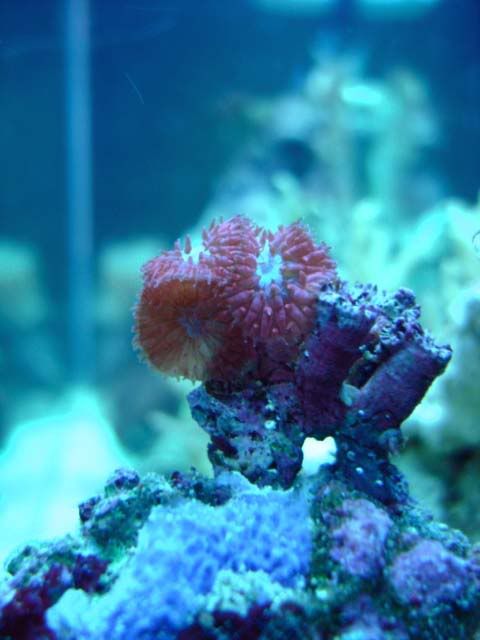 corales2087.jpg
