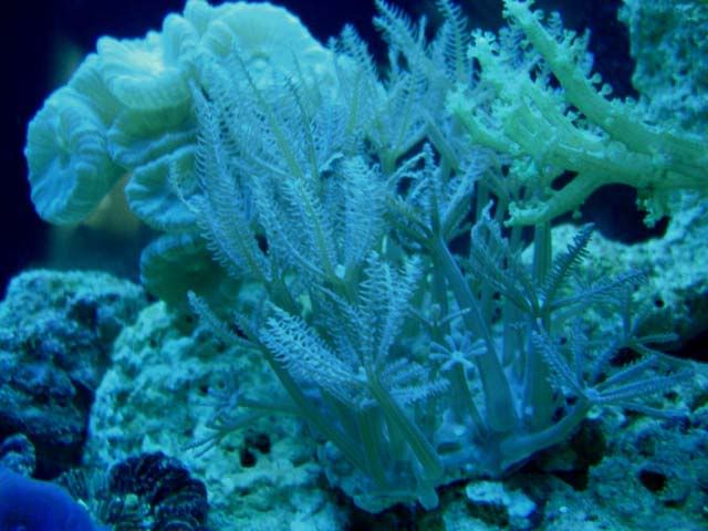 corales2092.jpg