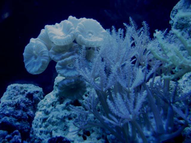 corales2093.jpg