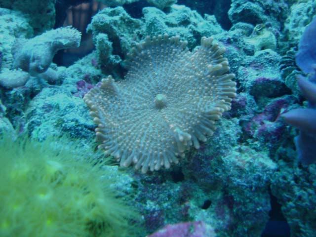 corales2094.jpg