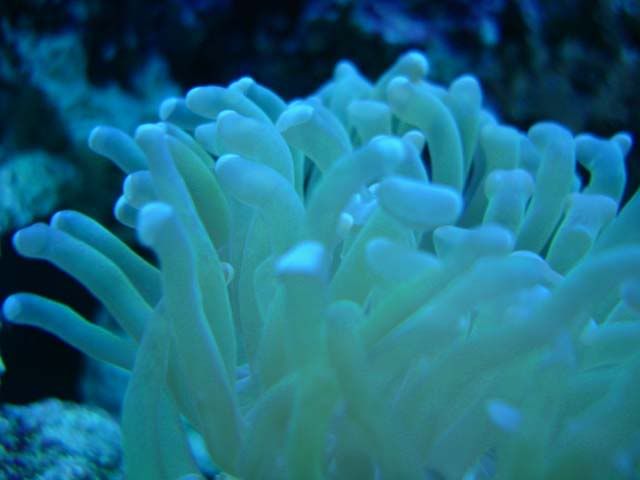 corales2109.jpg