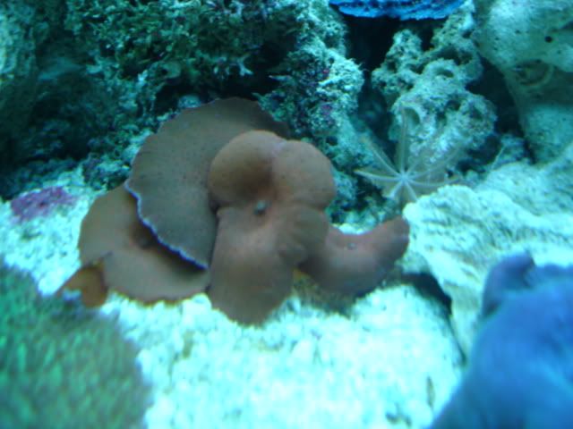 corales2112.jpg