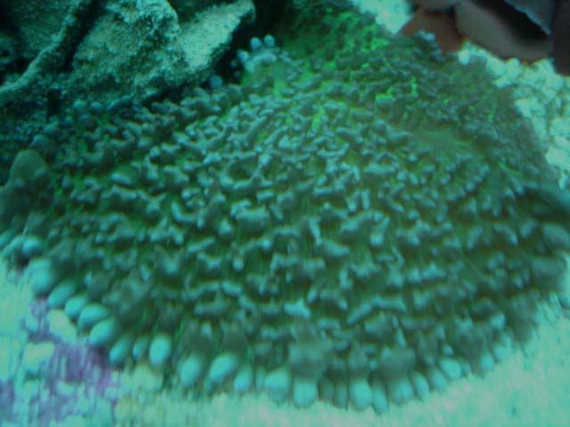 corales2113.jpg