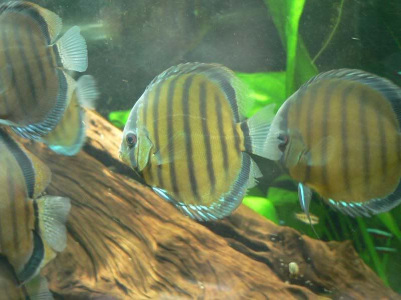 Wild Green Discus