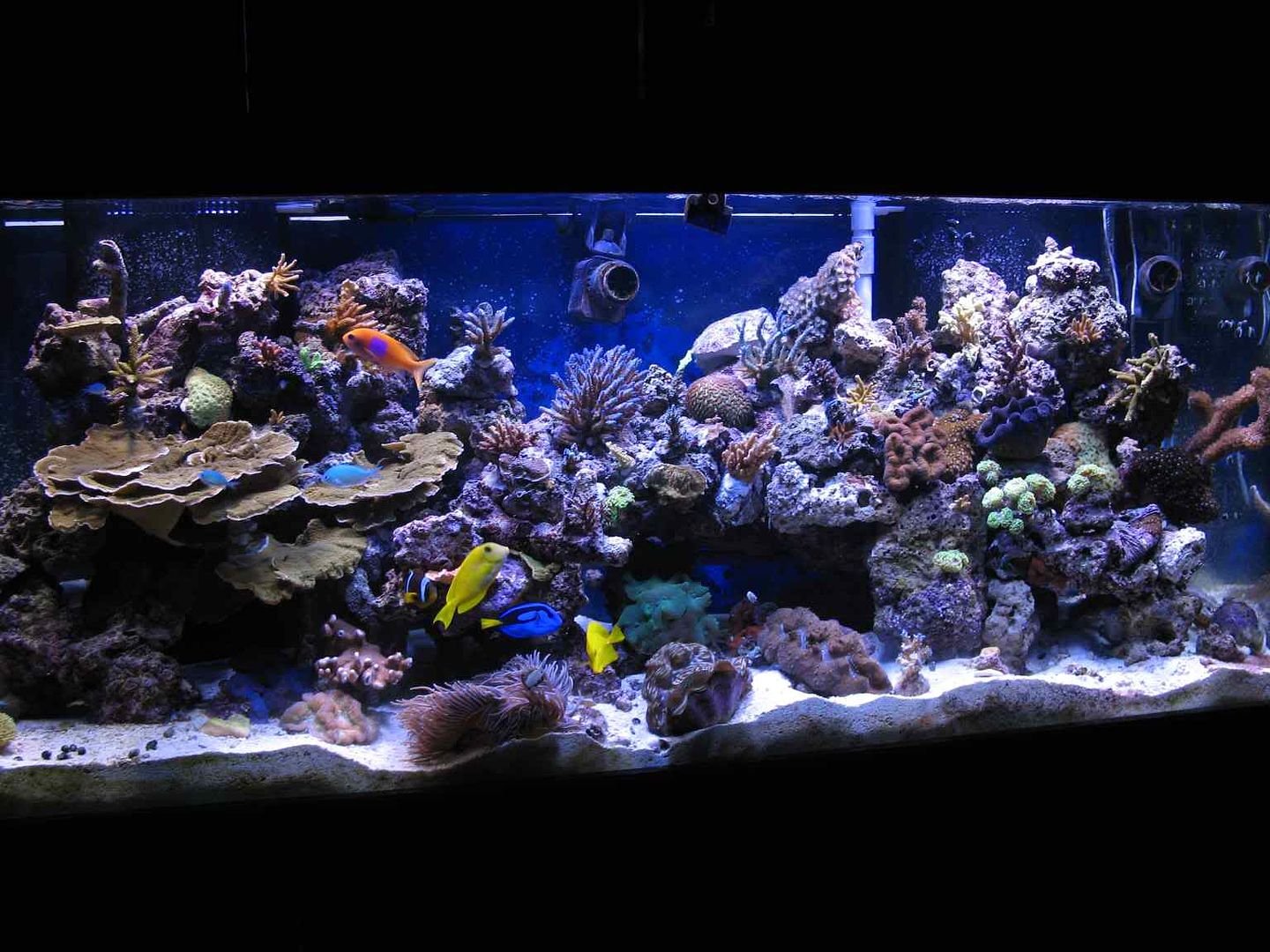 Reef Tank Aquascaping