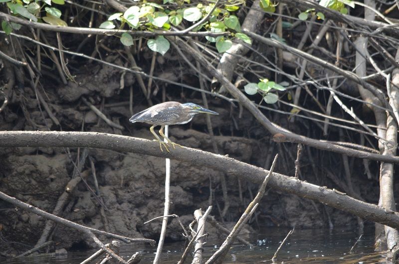 DSC_1377_zpsa8933166.jpg