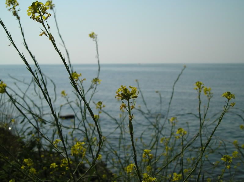 P1010004.jpg