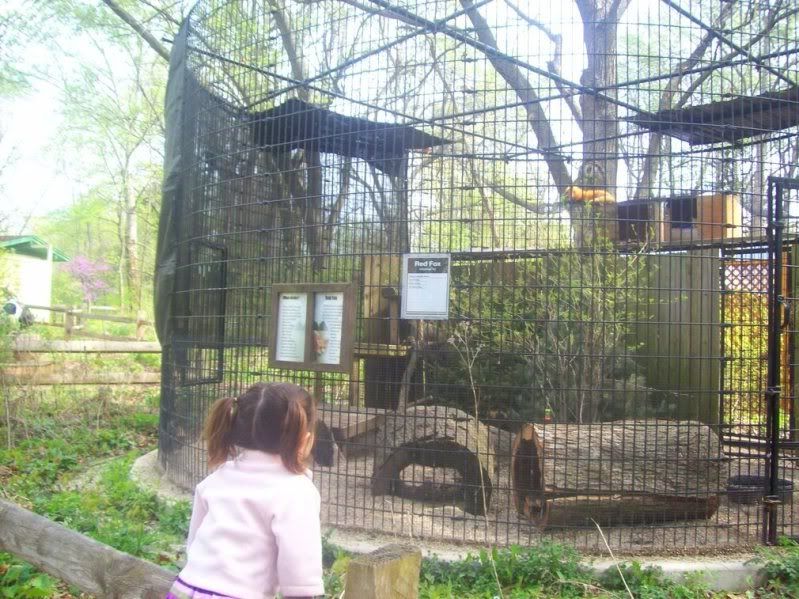 Pufferfish looks at the fox in the cage. 