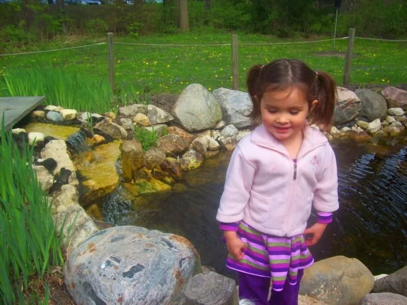 Pufferfish loves to look in this pond in the butterfly garden, and watch the fish!