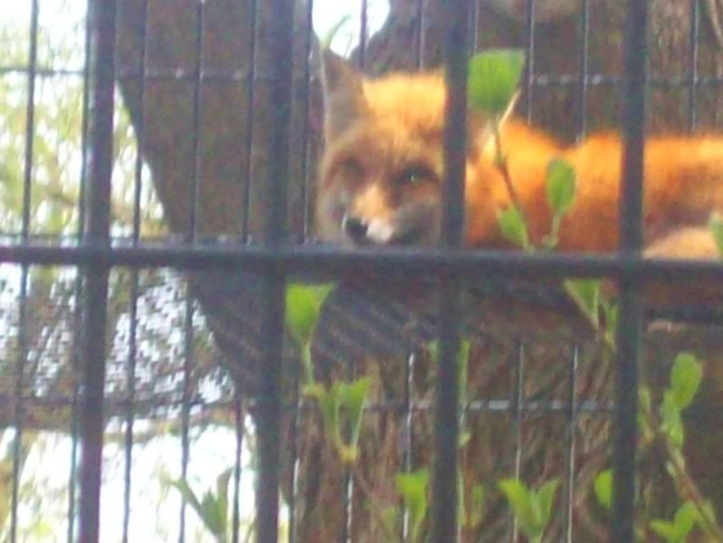 This is the red fox that Little Bear, Rafael and Pufferfish want to adopt!
