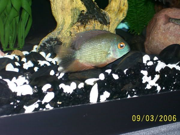 Blue Severum