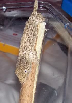 leachie.jpg