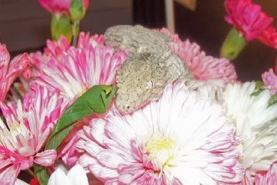 leachie1.jpg