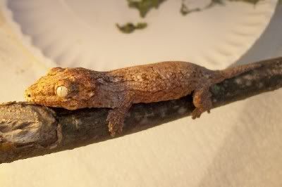 leachie2-1.jpg