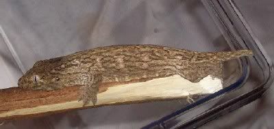 leachie2.jpg