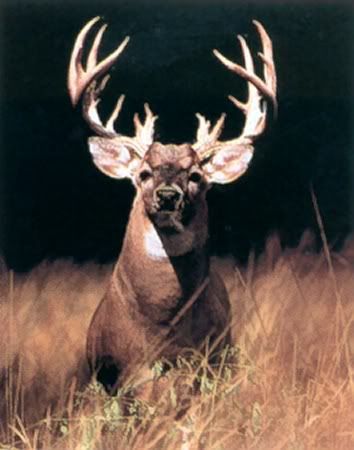 Animal deer Pictures, Images and Photos