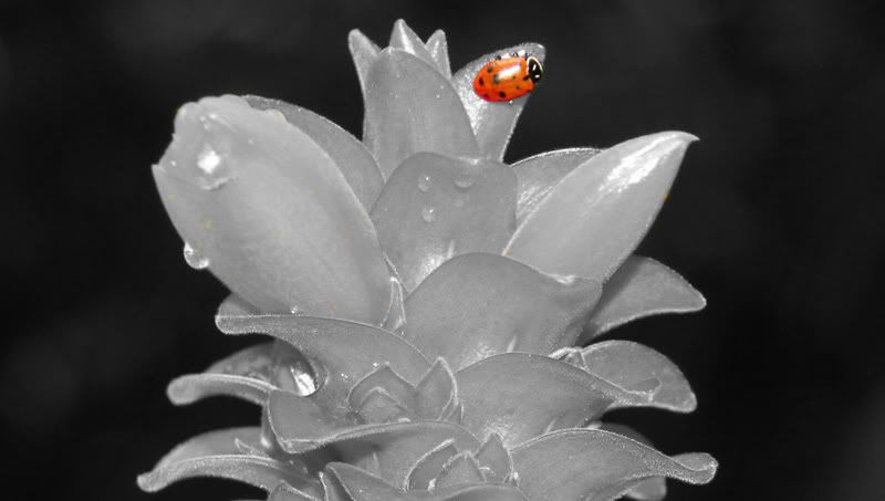 IMAGE: http://i46.photobucket.com/albums/f137/Rangers4Life/randoms/ladybug_edited-1.jpg