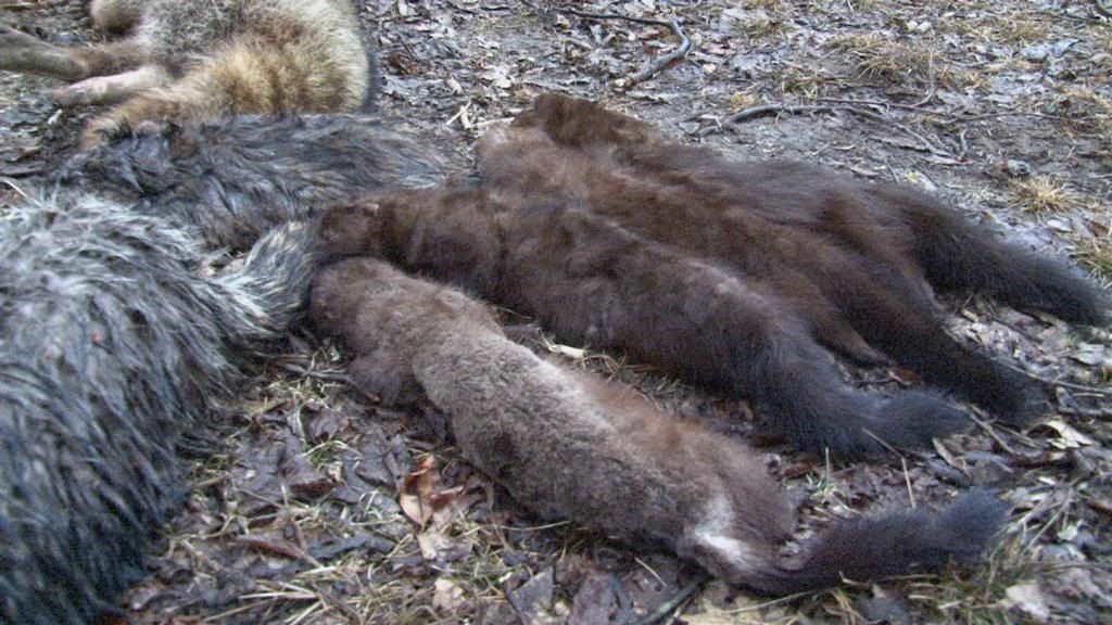 Cotton Mink ? New Jersey Hunters
