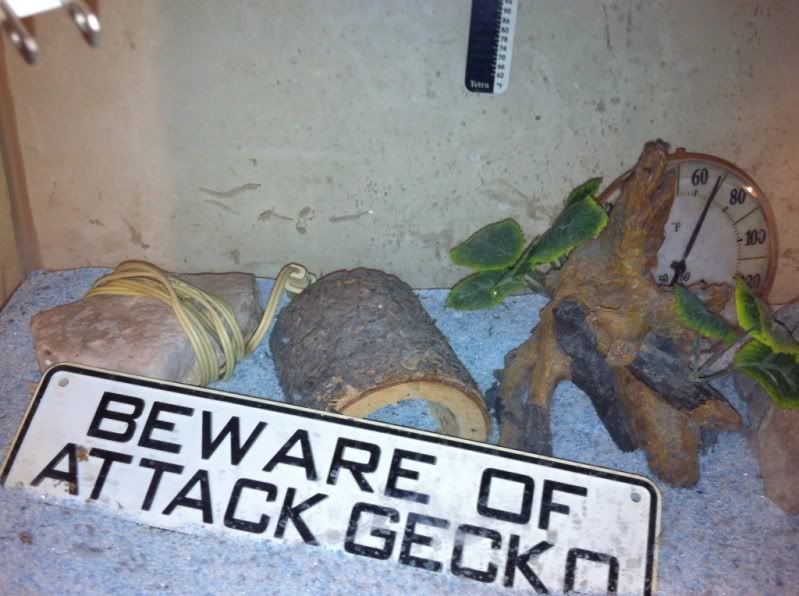 FREE lizard tank plus equipment.