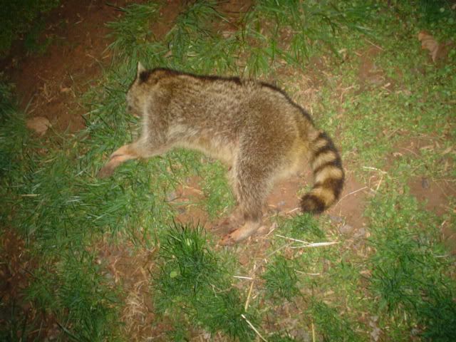 The Biggest Raccoon I Have Ever Seen caution Graphic Pics The Biggest Raccoon I Have Ever Seen caution Graphic Pics