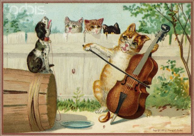 Cat Cello