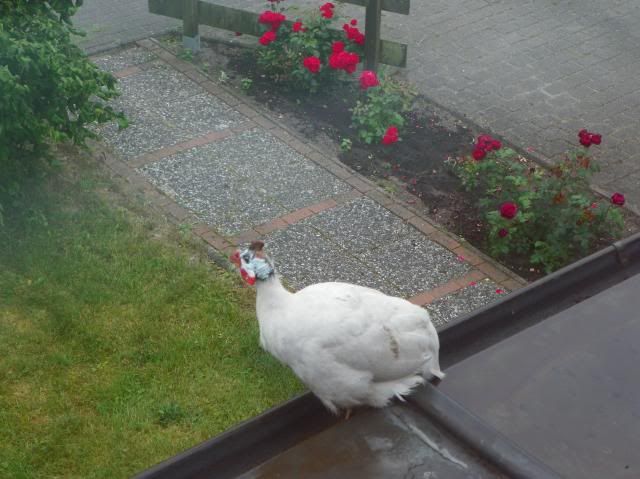 photo 001_zps8936b613.jpg