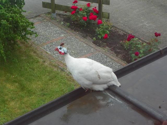 photo 002_zps8c65de31.jpg