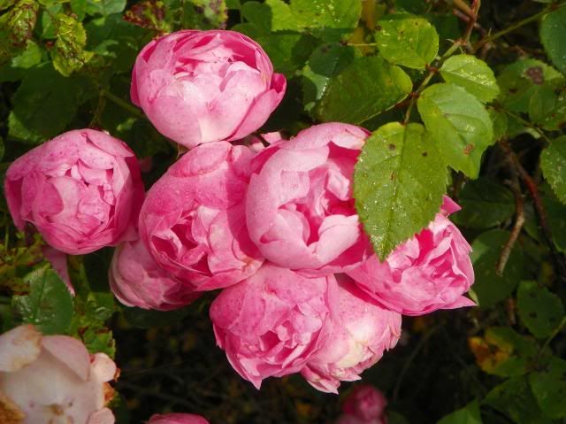 photo 004_zps6d392eff.jpg