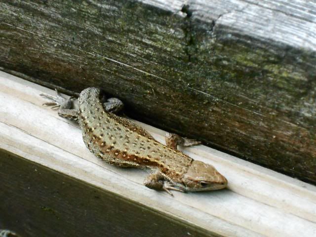photo 005_zpsdcda8f54.jpg
