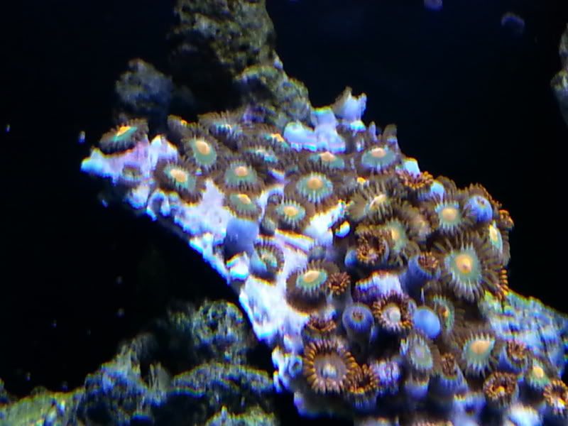 20130216_163023_zps78fb0422.jpg
