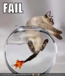 funny-picture-cat-fail-ichc.jpg