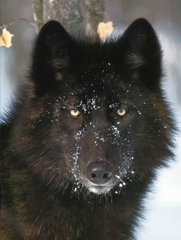 Black wolf Barghest