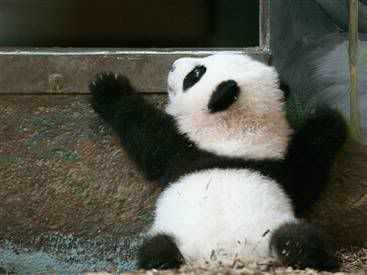 very cute baby panda Pictures, Images and Photos