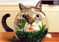 kitty_and_goldfish.jpg
