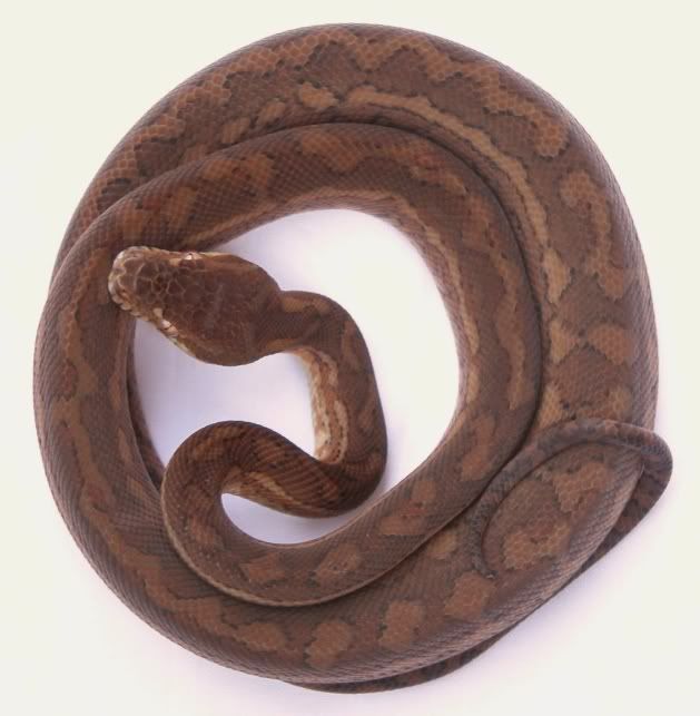 For Sale Juvenile Coastal Carpet Pythons Aussie Pythons and Snakes