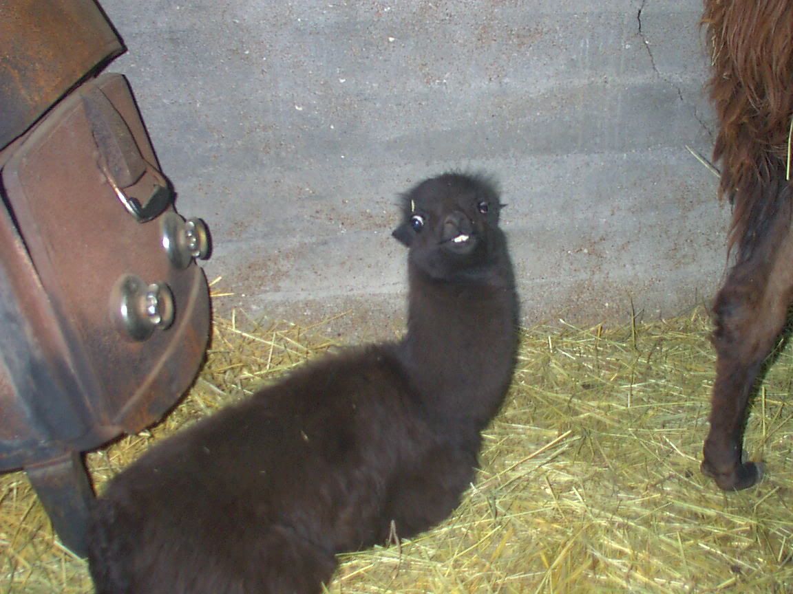 Morning Glories - Goats