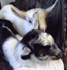 A Sable for Christmas! - Goats